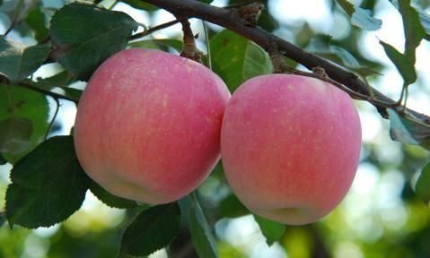 三门峡美食,三门峡有什么特色好吃的?图4