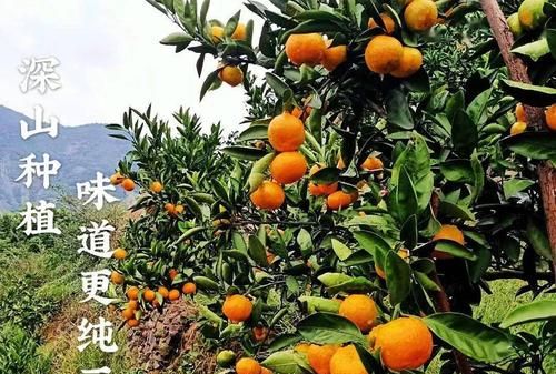 蜜橘之乡是哪里