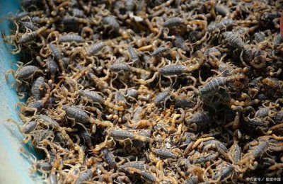 ​蝎子养殖的市场前景