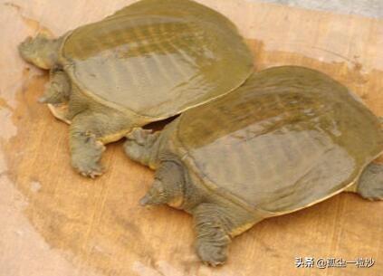 齐河县属于哪个市(山东省齐河县属于哪个市)