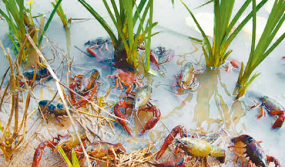 ​龙虾吃什么草,野生龙虾吃什么东西才能养活