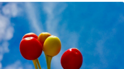 ​augenstern什么意思,augenstern另一半情侣名是什么?-芝士回答