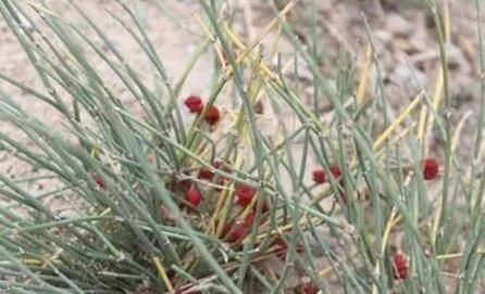 麻黄素提取,马黄碱是从什么中提取的?图3