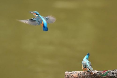 动静结合的作用及答题格式(动静结合的作用及表达效果)-第1张图片-