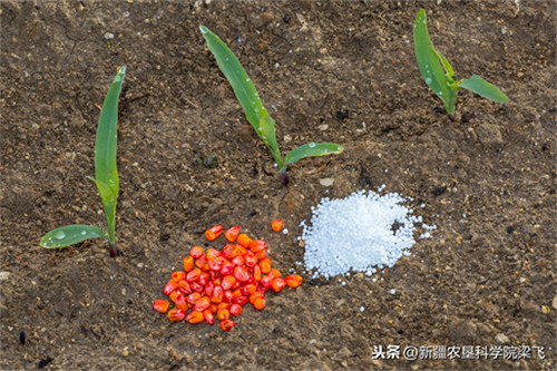 盐碱地用啥肥料才能改良过来(改善盐碱地的方法)