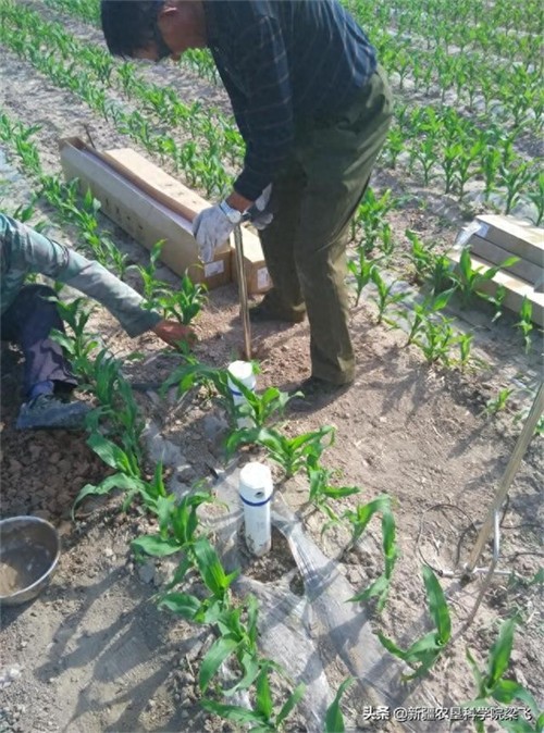 盐碱地用啥肥料才能改良过来(改善盐碱地的方法)