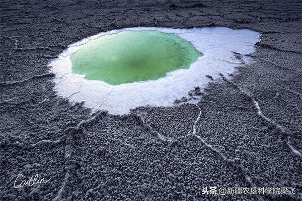 盐碱地用啥肥料才能改良过来(改善盐碱地的方法)