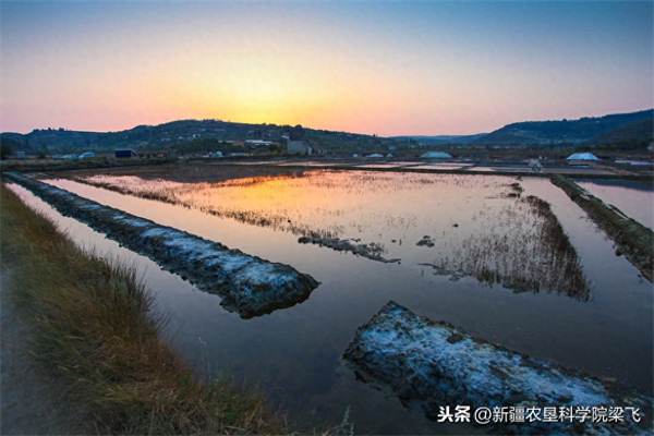 盐碱地用啥肥料才能改良过来(改善盐碱地的方法)