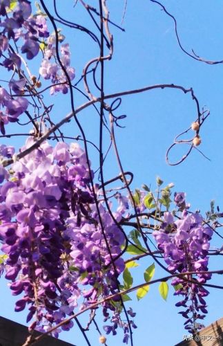 宋思明语录(宋思明对海藻的语录)-第2张图片-