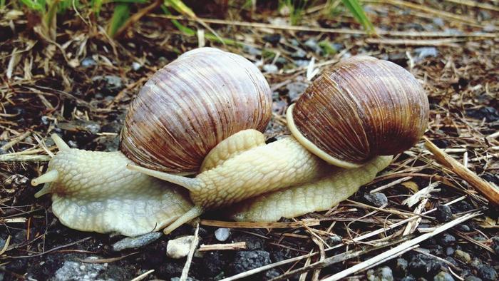 非洲大蜗牛可不可以吃（非洲大蜗牛可以吃吗）
