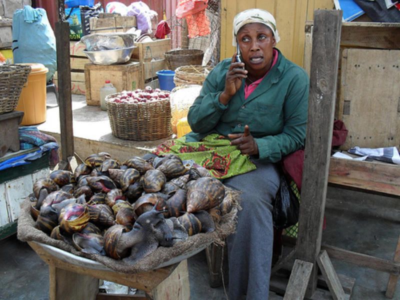 非洲大蜗牛可不可以吃（非洲大蜗牛可以吃吗）