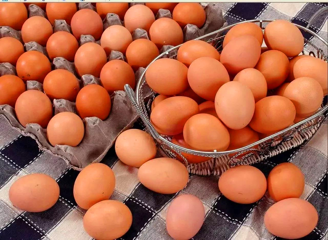 受精的双黄蛋能孵出小鸡吗（受精蛋和普通蛋有什么区别）