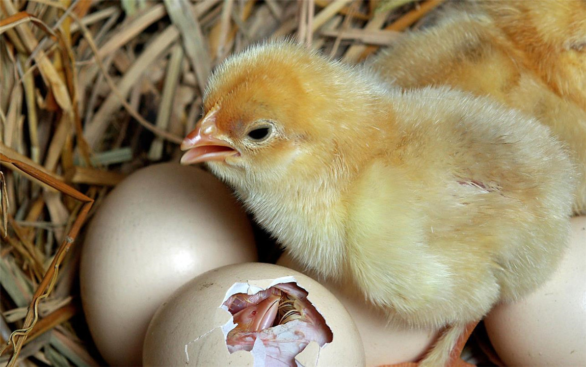 受精的双黄蛋能孵出小鸡吗（受精蛋和普通蛋有什么区别）
