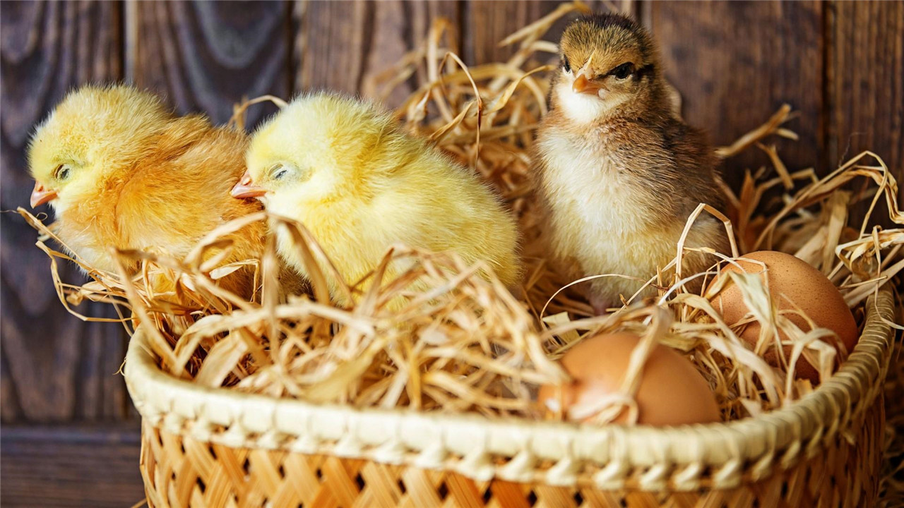 受精的双黄蛋能孵出小鸡吗（受精蛋和普通蛋有什么区别）