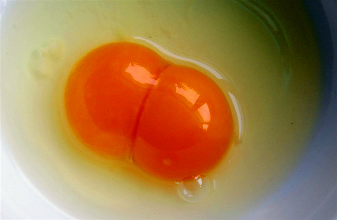 受精的双黄蛋能孵出小鸡吗（受精蛋和普通蛋有什么区别）