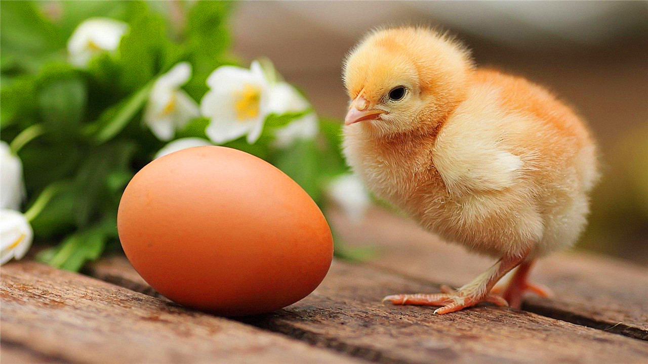 受精的双黄蛋能孵出小鸡吗（受精蛋和普通蛋有什么区别）