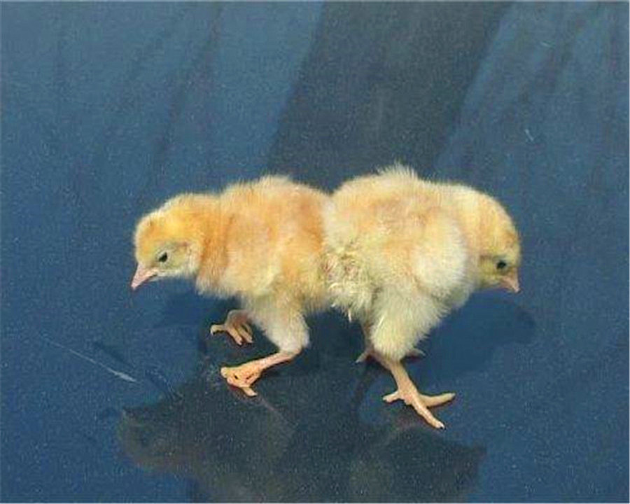 受精的双黄蛋能孵出小鸡吗（受精蛋和普通蛋有什么区别）