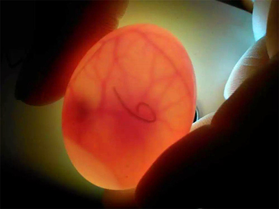 受精的双黄蛋能孵出小鸡吗（受精蛋和普通蛋有什么区别）