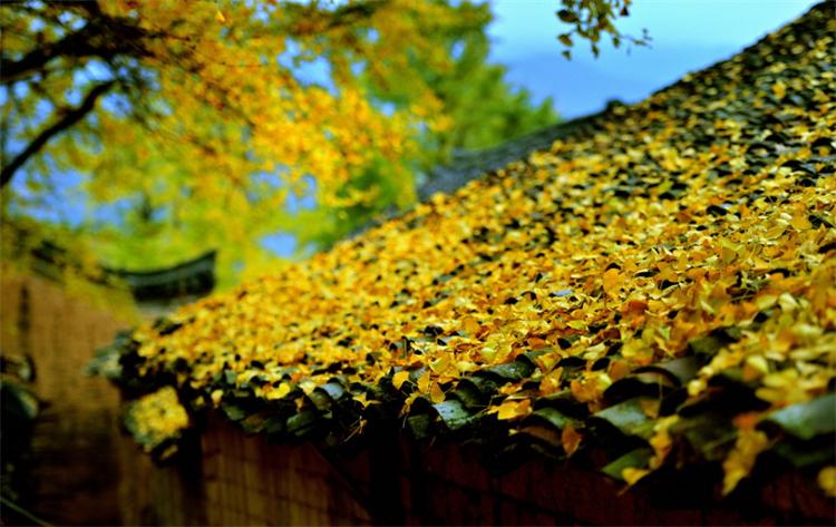 什么说银杏水杉是活化石（银杏水杉活化石是什么意思）