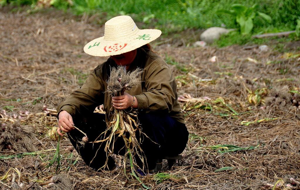 大蒜什么时候挖最合适(大蒜什么时候可以收获)