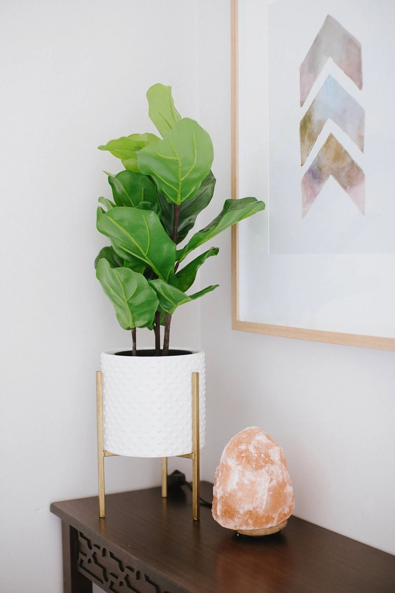 盆栽植物的作用(盆栽植物的养殖方法和注意事项)