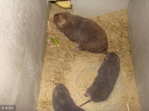 广西竹鼠养殖技术培训(广西竹鼠养殖户的悲歌)-第1张图片-