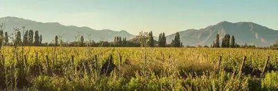 ​marchigue红酒(marchigue红酒一箱六瓶价格)