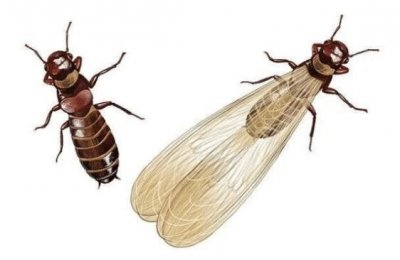 ​怎样消灭白蚁 白蚁预防的方法