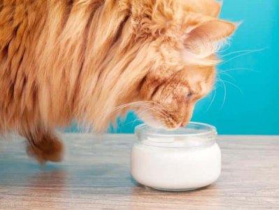 ​猫能喝人吃的酸奶吗（猫可以吃人类的酸奶吗）