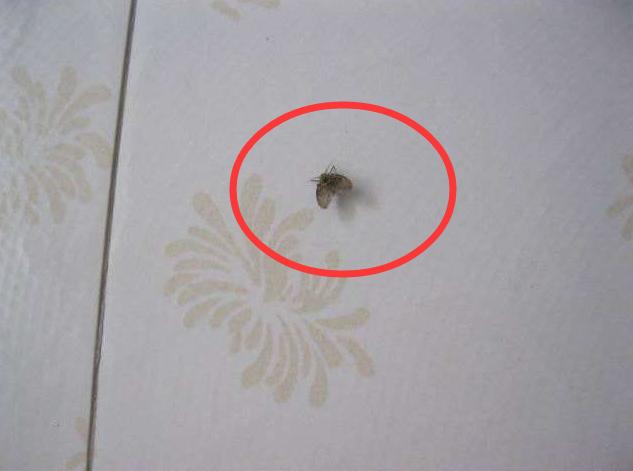 卫生间有蛆虫爬出来怎么办(厕所的蛆虫老往上爬怎么解决)