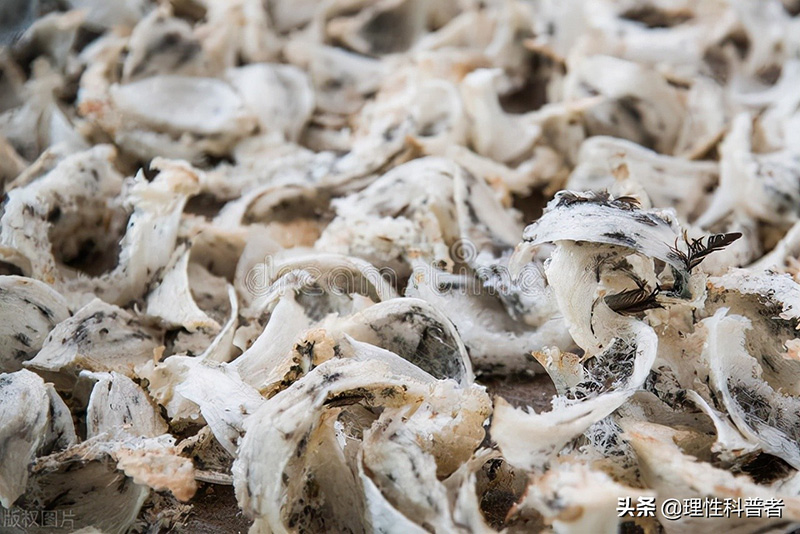 燕窝是什么东西,是怎么形成的(燕窝是怎么形成的)