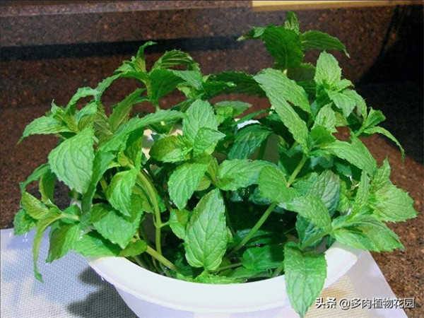 薄荷叶子发黑干枯怎么办(薄荷叶边缘变黑什么原因)