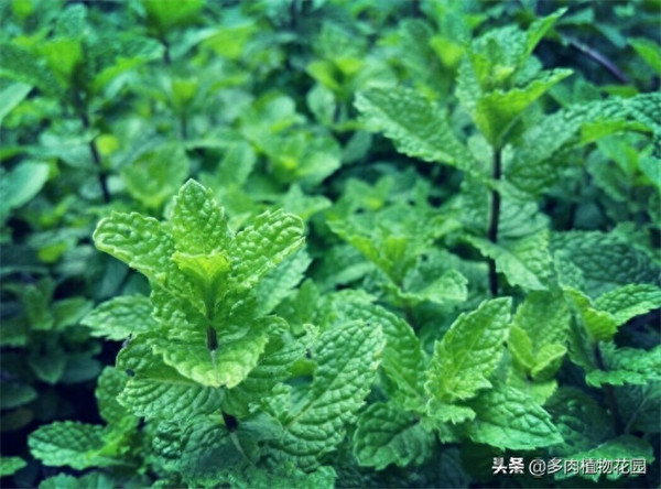 薄荷叶子发黑干枯怎么办(薄荷叶边缘变黑什么原因)