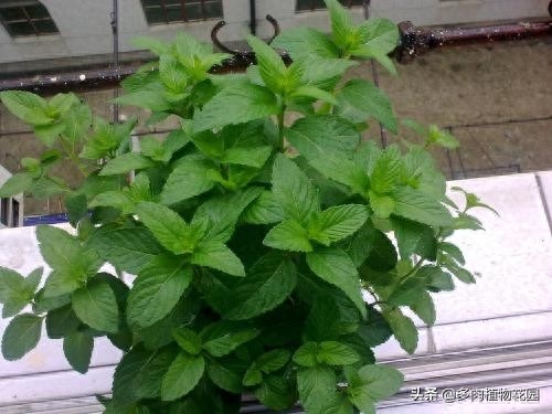 薄荷叶子发黑干枯怎么办(薄荷叶边缘变黑什么原因)