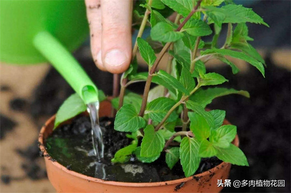 薄荷叶子发黑干枯怎么办(薄荷叶边缘变黑什么原因)