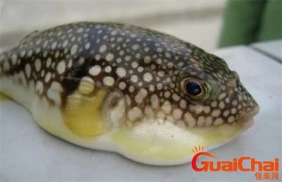 ​河豚有毒为什么还吃？河豚有毒的部位主要是哪里？