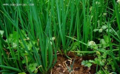 ​葱白和葱绿之间叫什么