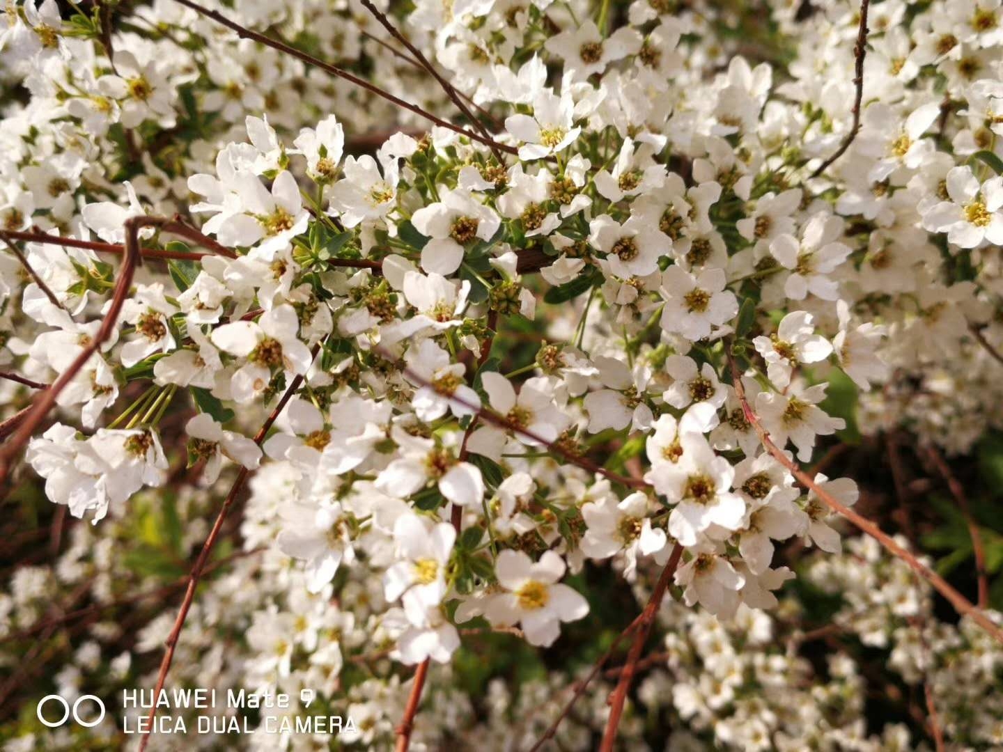 丁香花为什么是哈尔滨市的市花,这些知识你知道吗?