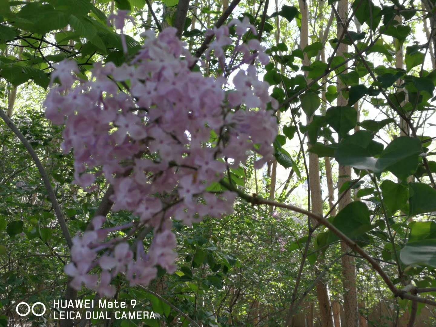 丁香花为什么是哈尔滨市的市花,这些知识你知道吗?