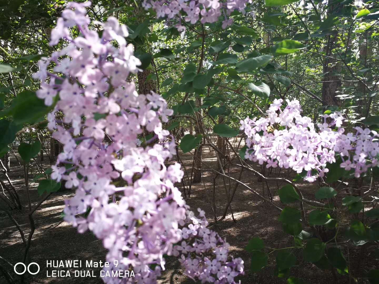 丁香花为什么是哈尔滨市的市花,这些知识你知道吗?