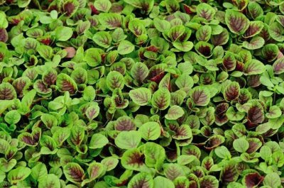 ​种苋菜，别步入5个认知方面误区，谨记五个“不”，种苋不走弯路