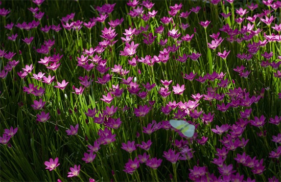 0种代表夏天的花,我觉得是这些,你认为呢?"