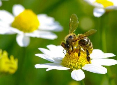 ​马蜂蛰了怎么办最快止痛方法（春季被马蜂蛰伤怎么办？医生教你几招应对方法）