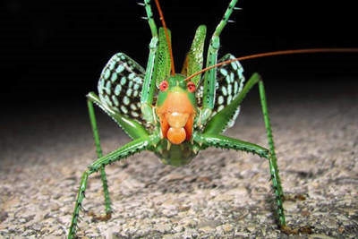 昆虫图集：蝈蝈的近亲竟然如此可怕可怕，来看看恶魔螽斯的模样吧