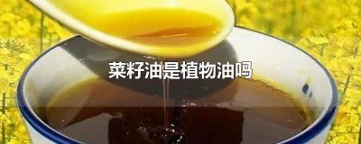 ​菜籽油属于植物油吗? 菜籽油属于植物油吗