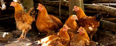 ​鸡为什么是鸟 鸡算是鸟吗