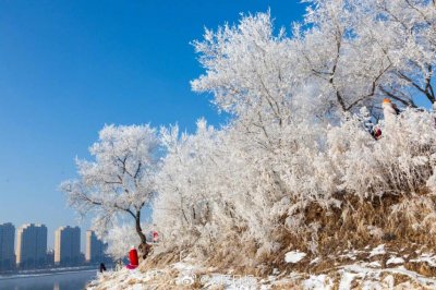 ​玉树琼枝！松花江畔雾凇氛围感拉满