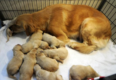 ​怎么知道狗狗是不是怀孕了（狗真孕和假孕肚子区别）