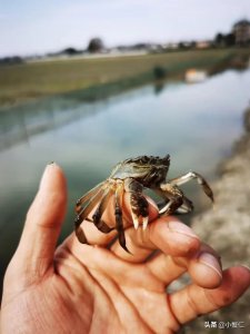 ​湖蟹和大闸蟹的区别？