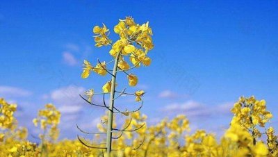 ​油菜花的花语：油菜花虽然普通，但是它的花语震撼人心，你知道吗